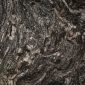 large_granite-black-forest-closeup-photo